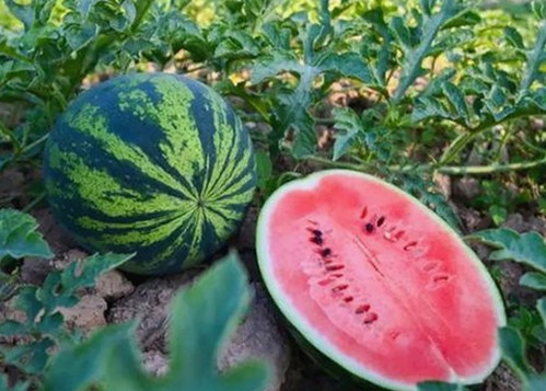 国产福利新突破？青鱼视频引发热议！🤔